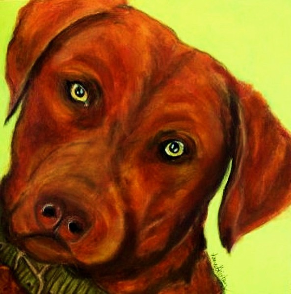 Chesapeake Bay Retriever