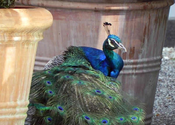 Peacock Tivoli