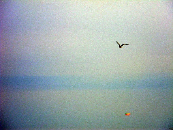 Seagull in the Air