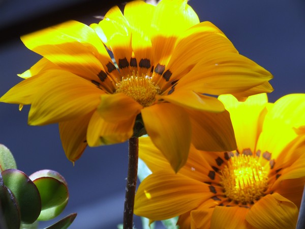 yellow flowers