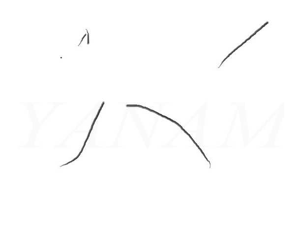 cat11