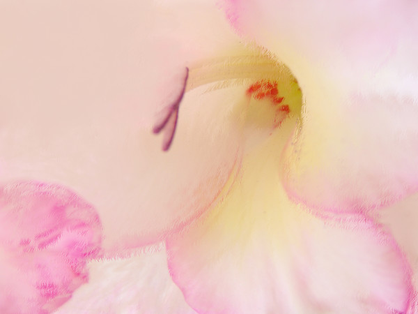 Gladiolus