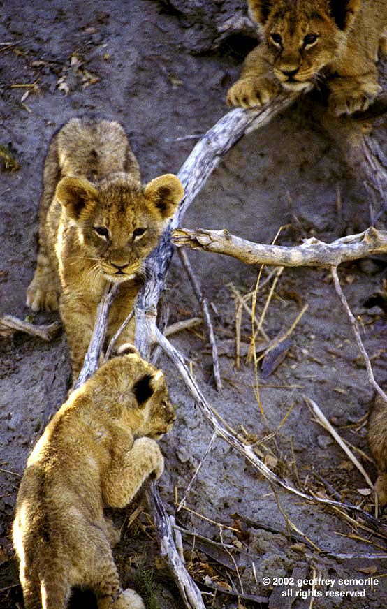 LION CUBS PLAY