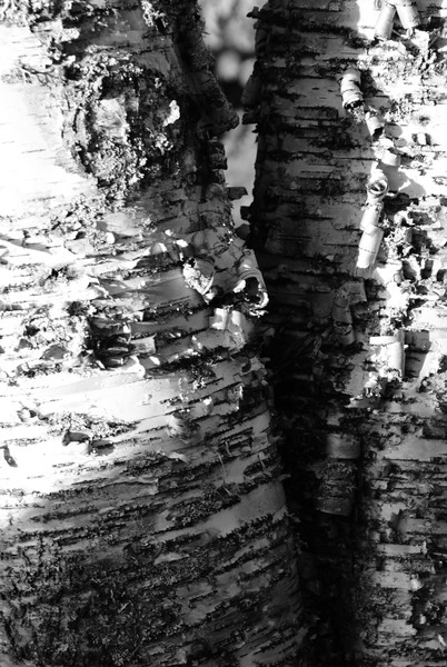 Twin Birches