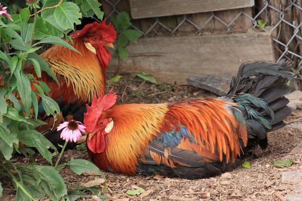 Rooster