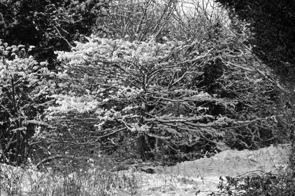 Snow