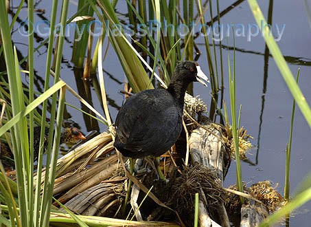 Mother and Baby Coot