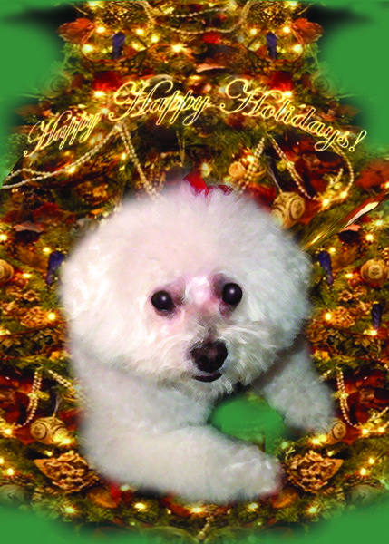 Bebe Noel