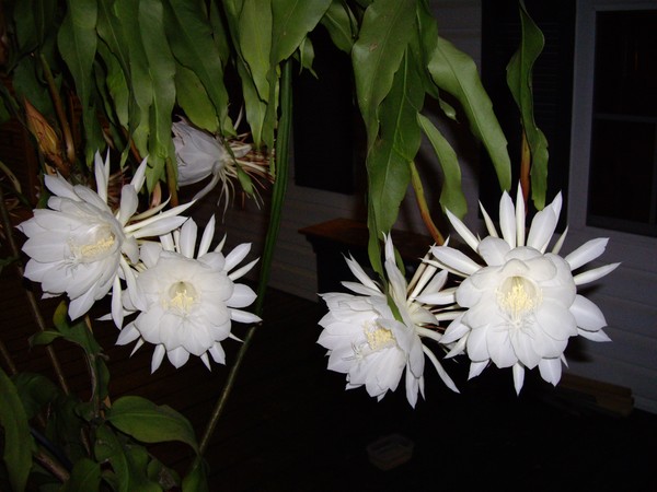 2008 . 1120pm014