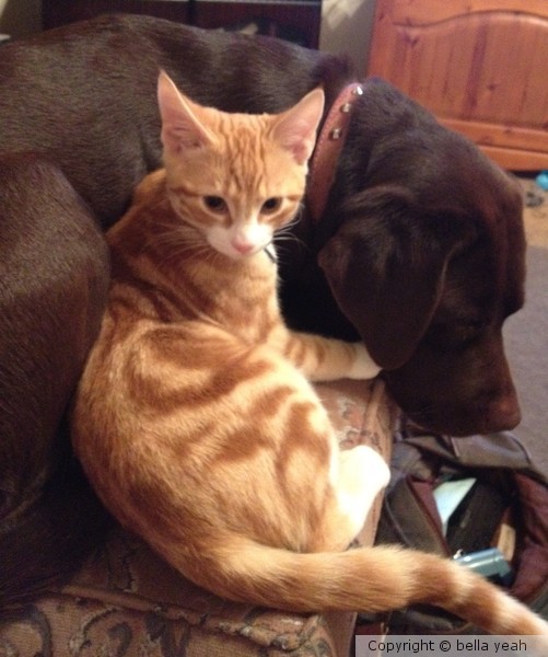 indy and orion sharing a cuddle