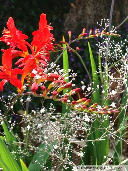 crocosmia in baby's breath