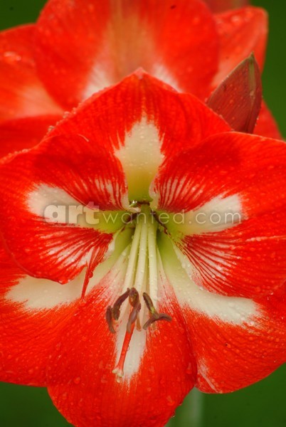 Red Lady