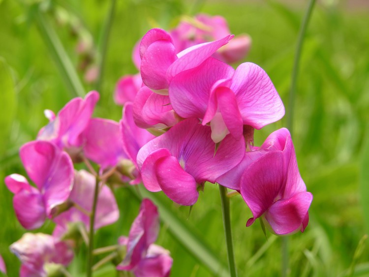 Pink Passion
