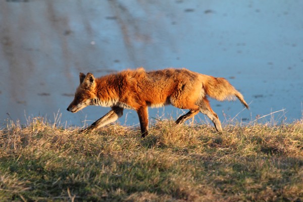 hunting