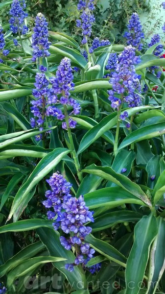 at grandma's garden