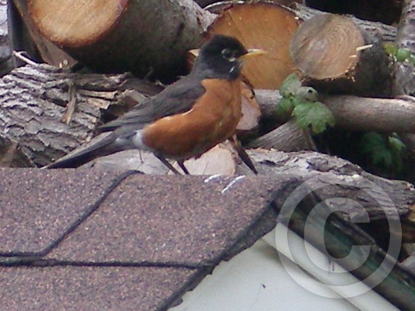 Mama Robin....