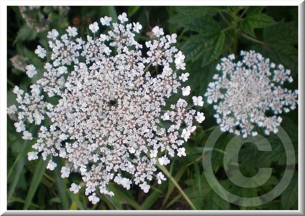 A delicate weed..beauty..