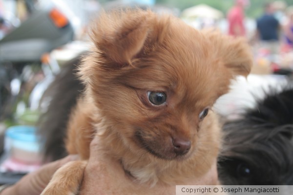Puppy