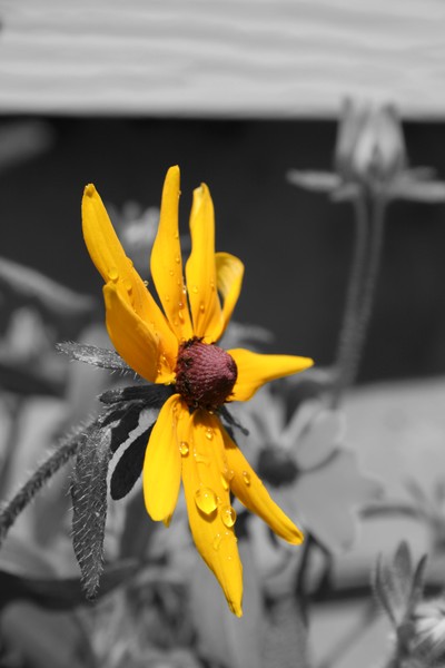 Black Eyed Susan