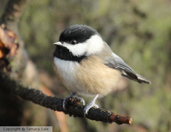 One of my fav little birds
