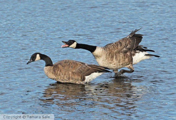 Arguing Geese
