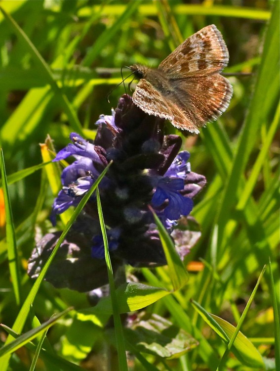 meadow orchid