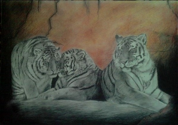 tigers