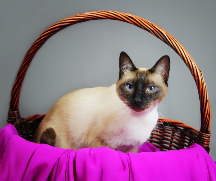 Karen Muro  cat