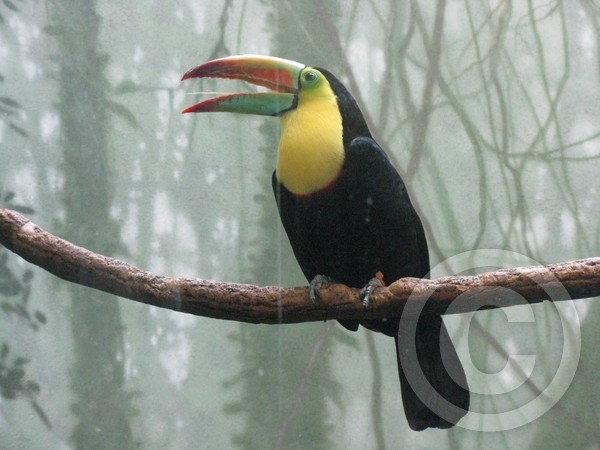 parrot