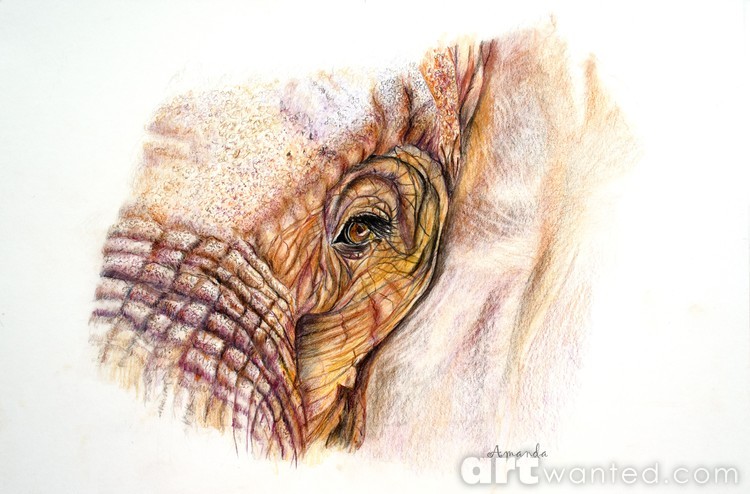 Elephant Eye Portrait