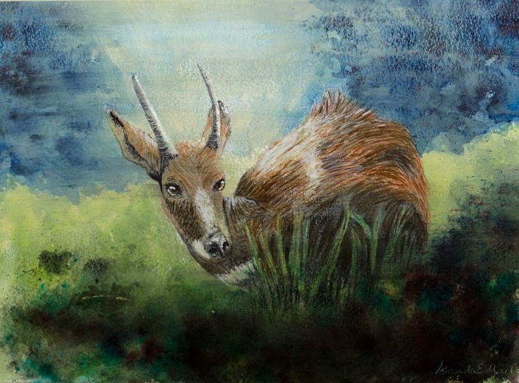 Duiker w Glaze