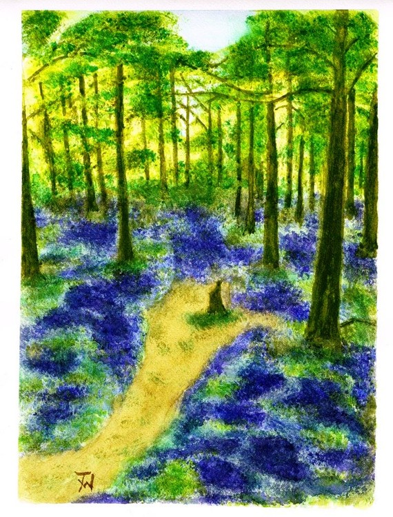 Bluebell Wood