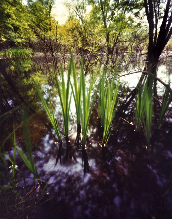 reeds