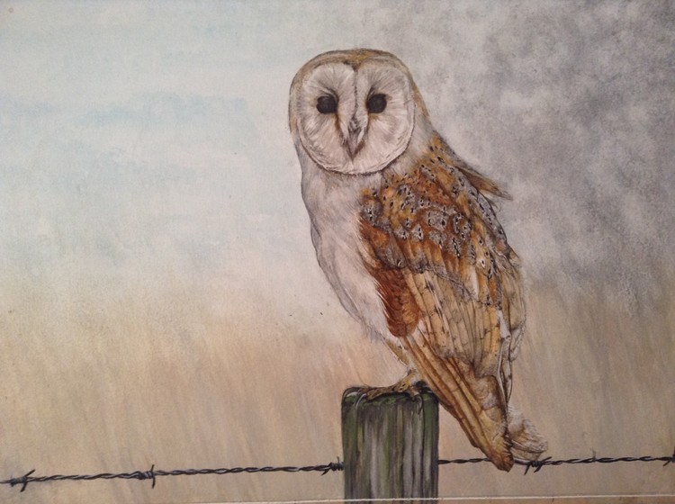 Barn owl