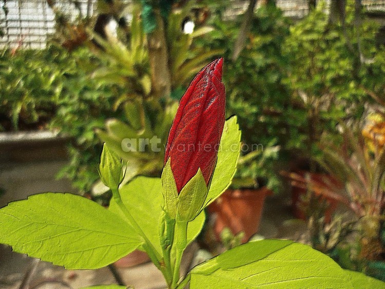 hibiscus flower