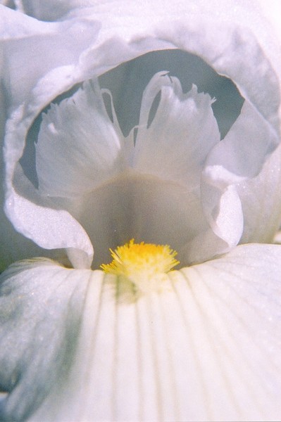 Icicle Iris