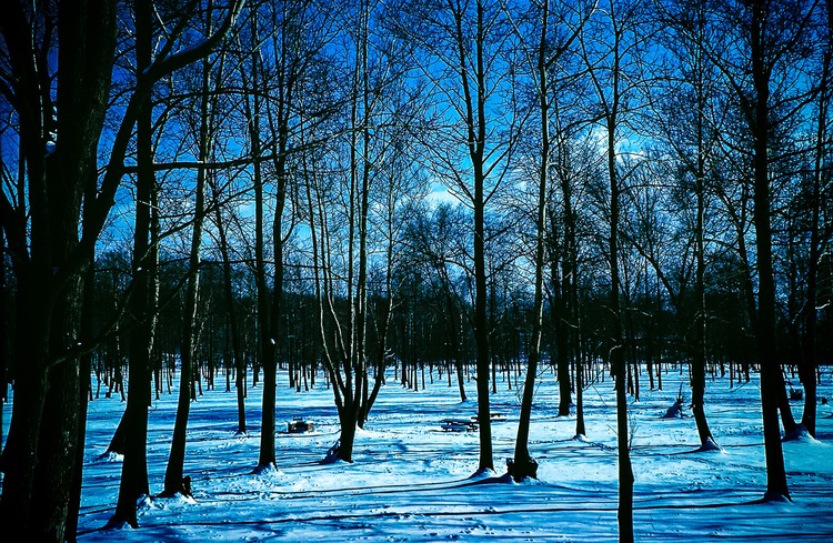 snow meadow