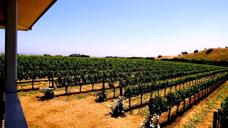 Grape Vines 