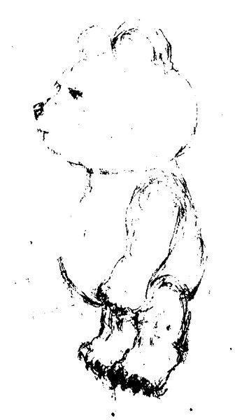 Kids Book Bear Sketch