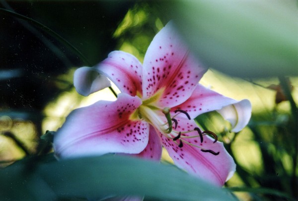 upfront orchard flower
