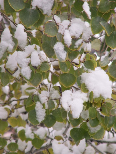 Early Snow