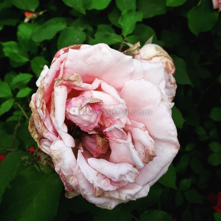 Sweet peony