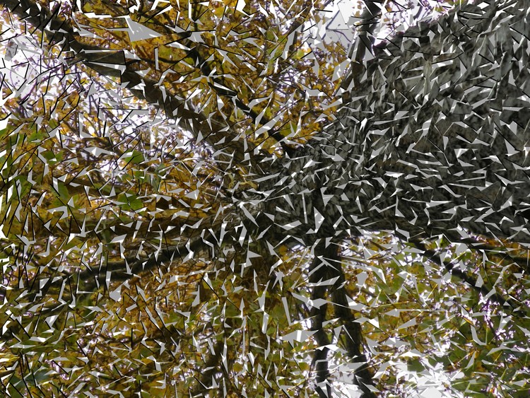 Shattered Tree