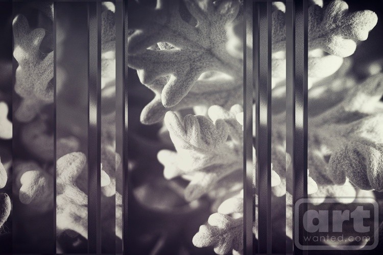 B&W Seaside Cineraria Collage