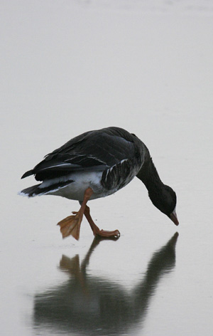 Goose Walk