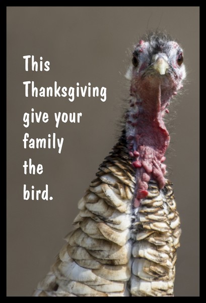 The Bird
