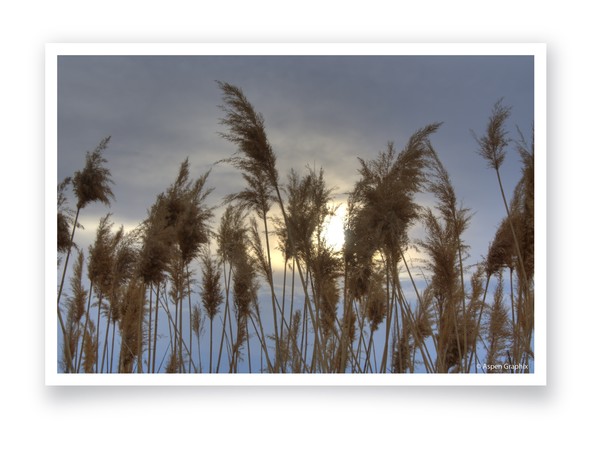 Wild Grass