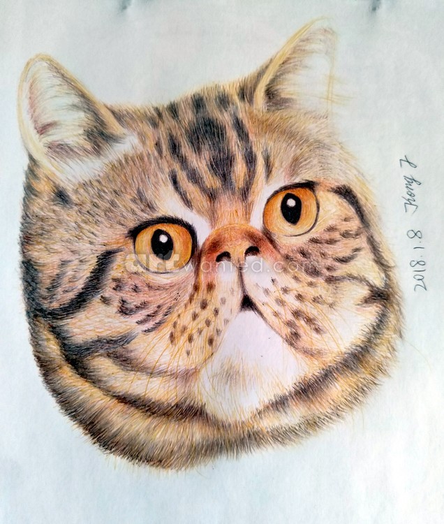 Portrait of cat_20180108