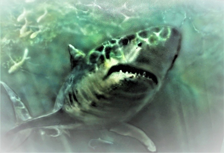 Airbrush 56 gt white shark