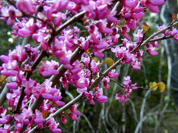 Redbud